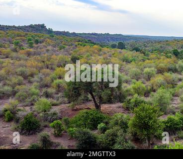 Vue sur la forêt de Satara (parc national Kruger, Afrique du Sud) depuis n'wanetsi Picnic Spot, région de Satara en novembre. Banque D'Images