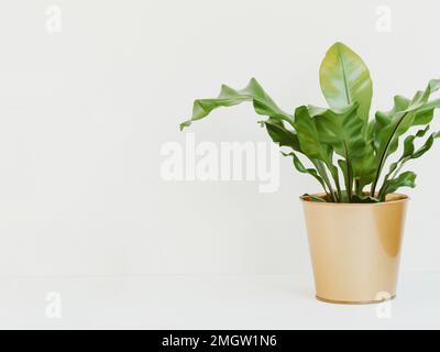 Asplenium antiguum houseplant dans pot de plante dorée sur fond blanc. Vue avant. Copier l'espace Banque D'Images