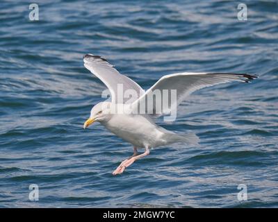 Un mouette de hareng assise sur la mer Banque D'Images