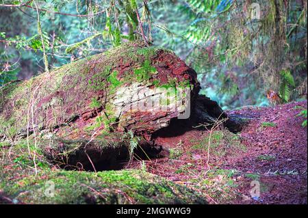 Cèdre rouge de l'ouest (Thuja plicata) - tombé et en décomposition avec la mousse et le lichen poussant dessus. Maple Ridge, Colombie-Britannique, Canada. Banque D'Images