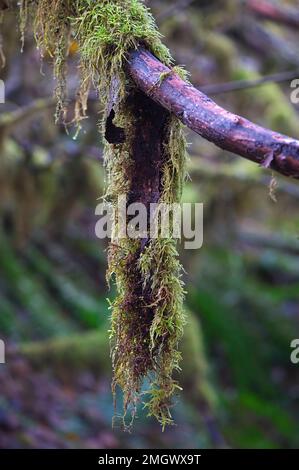 Sphagnum Moss accrochée à une branche d'arbre dans le Nord-Ouest du Pacifique - vertical - Colombie-Britannique, Canada. Banque D'Images