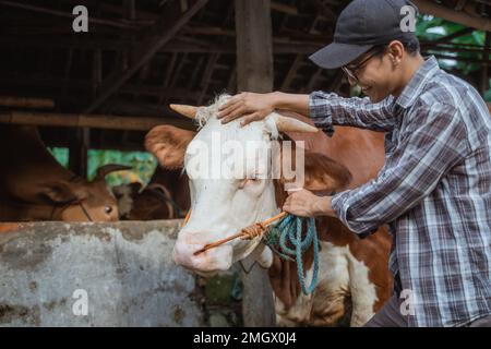 un fermier mâle debout devant l'écurie avec la vache Banque D'Images