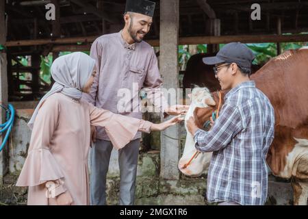 un homme musulman et une femme avec le hijab qui a bouché la tête de la vache Banque D'Images