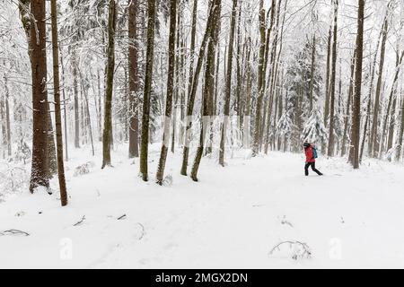 Femme randonnée dans un blizzard de neige dans la forêt de la région de Notranjska, près de Baza 20 à Kocevski Rog, Slovénie Banque D'Images