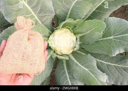 Chou-fleur savoureux et sain à la ferme pour la récolte avec sac d'argent c'est des cultures de trésorerie Banque D'Images