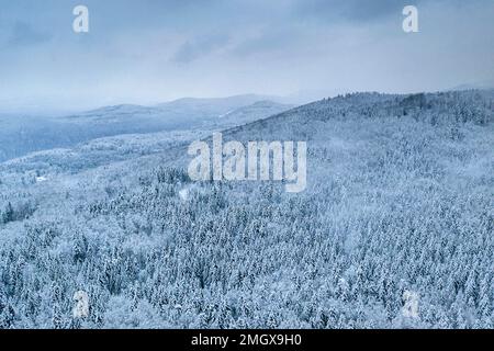 Tôt le matin après une forte tempête de neige et vue aérienne d'une forêt primitive de Kocevski rog avec de la neige fraîche sur les arbres, Kocevje, Slovénie Banque D'Images