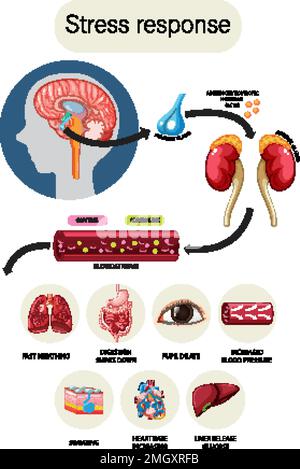 Diagramme anatomique de la réponse au stress avec illustration des organes internes Illustration de Vecteur