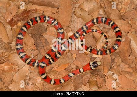 Sonoran Mountain Kingsnake, Lampropeltis pyromelana, Colubridae Banque D'Images