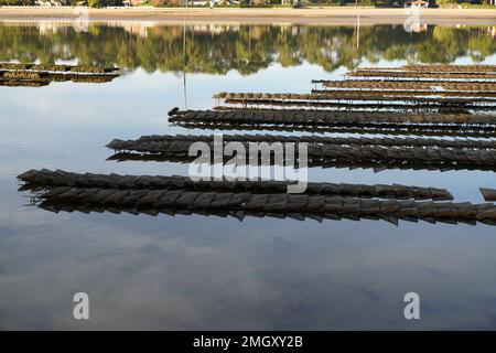 Parc ostréicole marin Hossegor dans le sud de la france Banque D'Images