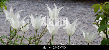 Tulipes fleuries blanches au printemps dans un jardin du Royaume-Uni Mai Banque D'Images