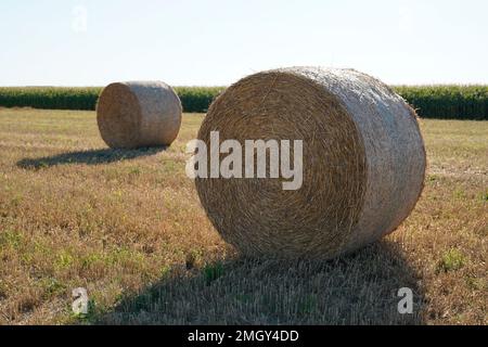 balle de paille ronde dans le champ de blé du pays dans les terres agricoles à l'été récemment moissonnée Banque D'Images