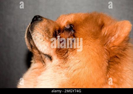 Chow-Chow en studio sur fond gris Banque D'Images