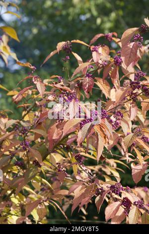 Feuillage d'automne coloré et baies violettes de Beauty Berry, également connu sous le nom de Callicarpa bodinieri dans un jardin britannique, octobre Banque D'Images