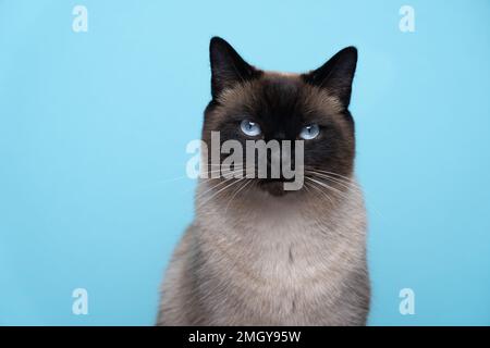 chat siamois à œil bleu regardant l'appareil photo sur fond bleu avec espace de copie Banque D'Images