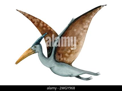 Pterodactyle bleu et brun aquarelle. Ptérosaure avec de larges ailes de l'ère des dinosaures isolées sur fond blanc. Banque D'Images