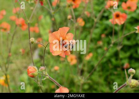 Bourdon d'arbre - bombus hypnorum - récolte le pollen d'une fleur orange de geum Banque D'Images