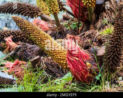 Les épis de fleurs d'hiver, les graines rouges et les bourgeons de foilage du géant aquatique marginal vivace Gunnera manucata Banque D'Images