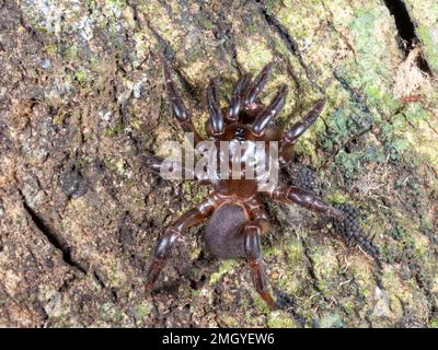 L'araignée à toile de porte-monnaie (famille Atypidae) a remporté un trunlk dans la forêt tropicale, dans la province d'Orellana, en Équateur Banque D'Images