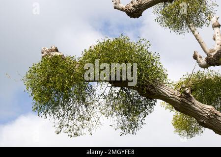 Branche d'arbre Pollarded avec des touffes de l'album de Viscum, également connu sous le nom de GUI dans le jardin du Royaume-Uni octobre Banque D'Images