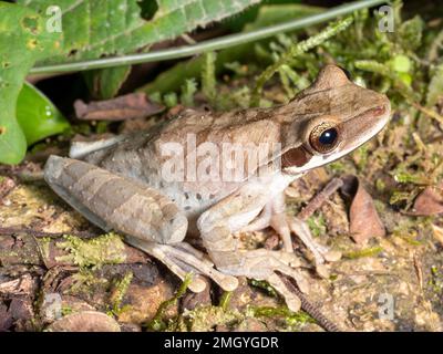 Grenouille plate à tête large (Osteocephalus planiceps) sur une bûche dans la forêt tropicale de l'Amazonie équatorienne Banque D'Images