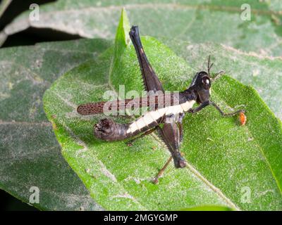 Sauterelle de la forêt tropicale (Acrididae) dans la forêt tropicale, province d'Orellana, Équateur Banque D'Images