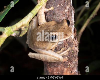 Grenouille plate à tête large (Osteocephalus planiceps) sur une branche de la forêt tropicale dans l'Amazonie équatorienne Banque D'Images