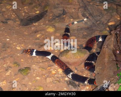 Serpent de corail aquatique (Micrurus surinamensis) dans un ruisseau de forêt tropicale, province d'Orellana, Équateur Banque D'Images