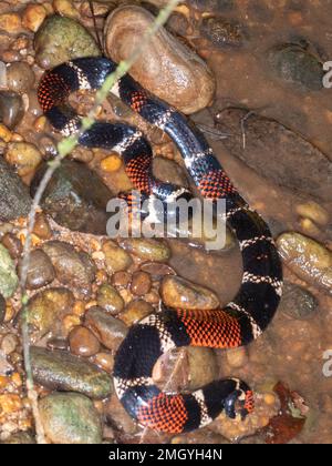 Serpent de corail aquatique (Micrurus surinamensis) dans un ruisseau de forêt tropicale, province d'Orellana, Équateur Banque D'Images