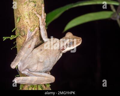 Grenouille plate à tête large (Osteocephalus planiceps) sur une branche de la forêt tropicale dans l'Amazonie équatorienne Banque D'Images