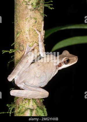 Grenouille plate à tête large (Osteocephalus planiceps) sur une branche de la forêt tropicale dans l'Amazonie équatorienne Banque D'Images