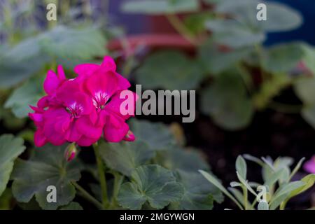 La tête de fleur rose (inflorescence) du pélargonium, aussi connu sous le nom de pélargonium. La plante dans la photo est l'une des nombreuses variétés de Pelargonium Banque D'Images