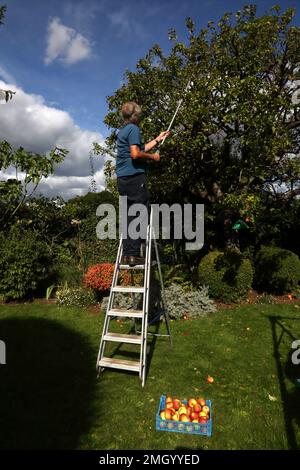 Échelle de récupération à l'aide d'un extracteur de pommes télescopique récolte des pommes de l'arbre dans Garden Surrey, Angleterre Banque D'Images