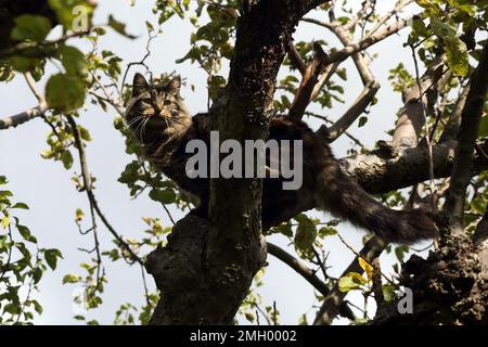 Long fur Tabby Tom Cat assis dans l'arbre à Garden Surrey Angleterre Banque D'Images