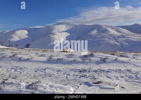 Massif de Beinn a' Ghlo vu de Glen Tilt à l'ouest, Scottish Highlands Unint Kingdom Banque D'Images