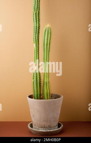 Petit cactus sur une table brune Banque D'Images