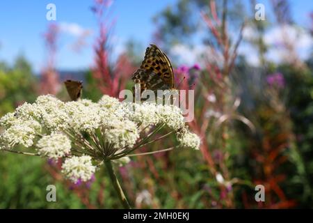 Un papillon est assis sur un gros plan de l'herbe à poux Banque D'Images
