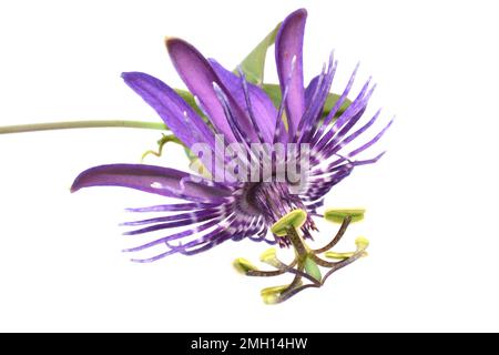 Gros plan sur une seule fleur de passionette violette sur fond blanc Banque D'Images