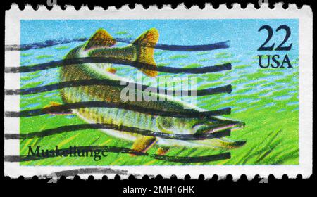 États-Unis - VERS 1986 : un timbre imprimé aux États-Unis montre la série Muskellunge, Fish, vers 1986 Banque D'Images