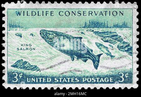 États-Unis - VERS 1956 : un timbre imprimé aux États-Unis montre le King Salmon, Wildlife conservation issue, vers 1956 Banque D'Images