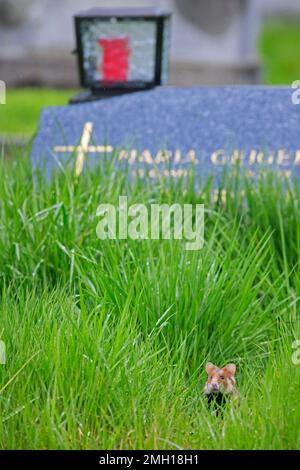Hamster européen / hamster eurasien / hamster commun à ventre noir (Cricetus cricetus) fourrant parmi les tombes au cimetière central de Vienne, Autriche Banque D'Images