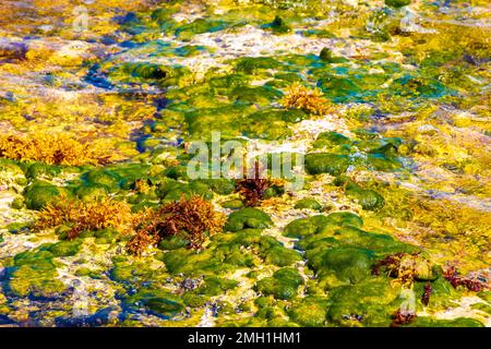 Pierres rochers et coraux et sargazo algues marines dans les eaux turquoise vert et bleu sur la plage de Playa del Carmen Quintana Roo Mexique. Banque D'Images