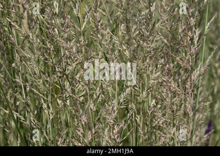 Herbe ornementale Calamagrostis Overdam pousse dans le parc en été. Banque D'Images