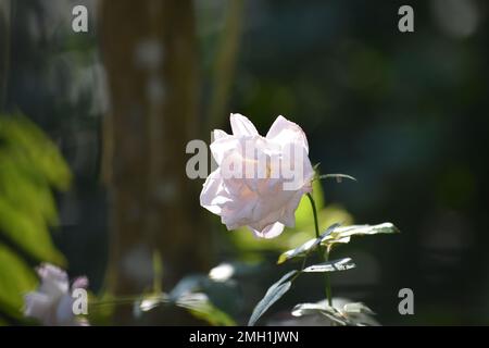 Rose blanche avec ses branches. Banque D'Images