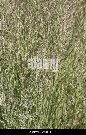 Herbe ornementale Calamagrostis Overdam pousse dans le parc en été. Banque D'Images