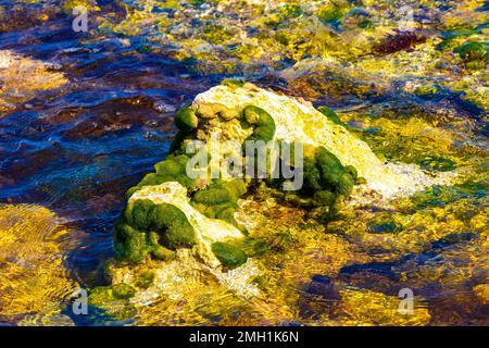 Pierres rochers et coraux et sargazo algues marines dans les eaux turquoise vert et bleu sur la plage de Playa del Carmen Quintana Roo Mexique. Banque D'Images