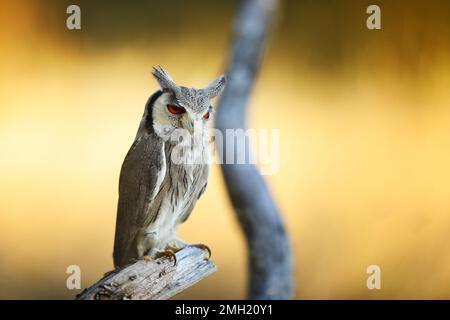 Hibou à fond blanc du Nord, Otus leucotis, oiseau dans l'habitat naturel en Afrique. Hibou dans la savane africaine. Animal assis sur la branche de l'arbre. Réserve faunique sce Banque D'Images