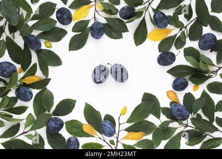 Cadre circulaire de prunes et de feuilles fraîches sur fond blanc, vue de dessus. Composition ronde de fruits prune bleus mûrs. Banque D'Images