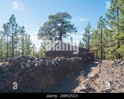 Ancienne maison en pierre et mur près du camping avec des huttes au camping Campartamento Madre del Agua dans la forêt de pins près de la ville de Vilaflor. Banque D'Images