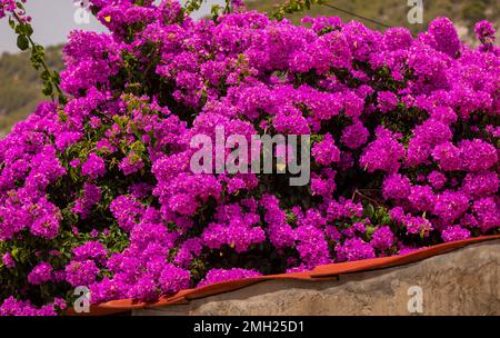 KOMIZA, CROATIE, EUROPE - Buisson de fleurs en papier violet, Bougainvillea, dans la ville côtière de Komiza, sur l'île de vis. Banque D'Images