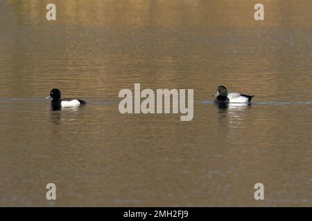 Scaup (Aythya marila) drake adulte avec canard touffeté (Aythya fuligula) Whitlingham CP Norfolk UK GB décembre 2022 Banque D'Images